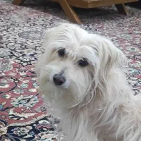 واگذاری موقتی سگ ماده