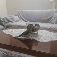 فروش عروس هلندی ماده|پرنده|تهران, فدک|دیوار