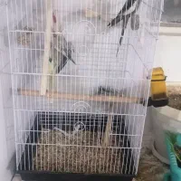 پرنده|پرنده|نجف‌آباد, ویلاشهر|دیوار