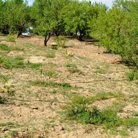 فروش فوری باغ بادام