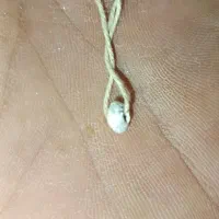مروارید|صنایع دستی و سایر لوازم تزئینی|شیراز, اصلاح‌نژاد|دیوار