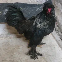 خروس لهستانی