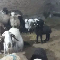 میش بره|حیوانات مزرعه|دورود, |دیوار