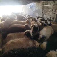 60راس بره سفید شاخی صادراتی