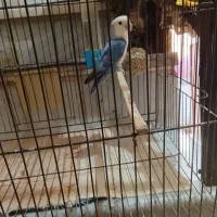 یک جفت طوطی برزیلی با جوجه|پرنده|محمدشهر, کوی بهار|دیوار