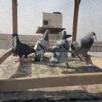 کبوتر سبز پولک، کرباتی|پرنده|مشهد, کارمندان دوم|دیوار