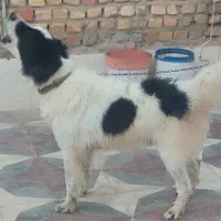 توله سگ