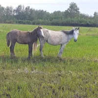 مادیان باکره مادیون|اسب و تجهیزات اسبسواری|پرهسر, |دیوار