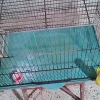 قفس پرنده