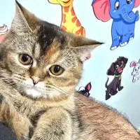 گربه بریتیش بلک گلد