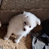 سگ اشپیتز ۲ ماه و ۱۰روز|سگ|رودسر, |دیوار