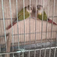 جوجه عروس، بالغ، گرینچیک مولد، لونه|پرنده|بابا حیدر, |دیوار