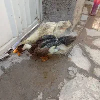 دو عدد جوجه اردک ۴ ماهه|حیوانات مزرعه|داراب, |دیوار