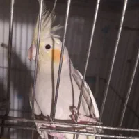 جفت عروس هلندی معاوضه