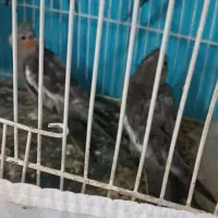 عروس هلندی