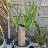 گیاه یوکا|گل و گیاه طبیعی|سیمین شهر, |دیوار