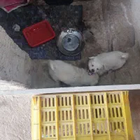 سک نژاد دار|سگ|جهرم, |دیوار