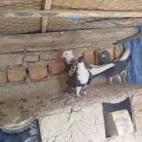 شهری بهبهانی|پرنده|برازجان, |دیوار