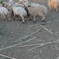 بره چاق پلوار کشتاری 370کیلویی|حیوانات مزرعه|ارزوئیه, |دیوار