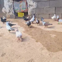 ۳۰تا رنگی همه نر|پرنده|شوش, |دیوار