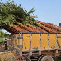 فروش عمده و خرده درخت پالم|گل و گیاه طبیعی|شیراز, گویم|دیوار