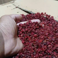 فروش زرشک اعلا بیرجند