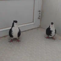 کبوتر دمگیر کاکولی