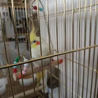 فروش عروس هلندی