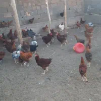 مرغ خروس|حیوانات مزرعه|باشتین, |دیوار