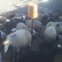 میش بره دار|حیوانات مزرعه|دشمن زیاری, |دیوار