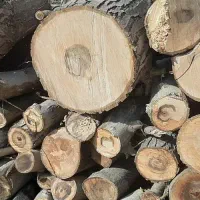 خرید چوب خرید درخت|خدمات باغبانی و درختکاری|سنندج, |دیوار