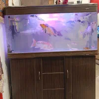 آکواریوم ۱۲۰ ماهیران با کمد|ماهی|تهران, ونک|دیوار