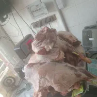 گوشت گوساله و گوسفندی  توجه گوست گوساله ۴۹۰ هزار ت|خوردنی و آشامیدنی|قم, در بهشت|دیوار
