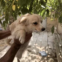 سگ واگذاری