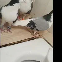 کفتر ساده جفت با جوجهش