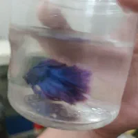 ماهی کوی ماهی فایتر|ماهی|تهران, توحید|دیوار