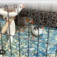 پرنده زینتی و فروش پرنده الان دارم فنچ قناری عروس|پرنده|لالی, |دیوار