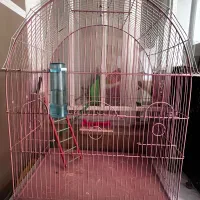 قفس نو نو تضمینی|لوازم جانبی حیوانات|ارومیه, |دیوار