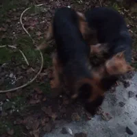 توله ژرمن باتوله شکاری معاوضه