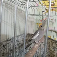 عروس هلندی مولد|پرنده|باقرشهر, |دیوار