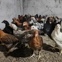 نیمچه گلپایگان