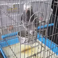 کاسکو|پرنده|بیرجند, |دیوار