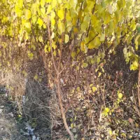 نیازمند به یک کارگر زرنگ سالم برا نهالستان