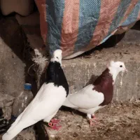 طوقی|پرنده|نورآباد ممسنی, |دیوار