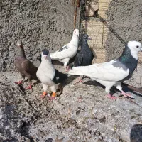 سرخ دم سفید