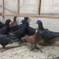 زاغ وسرخ کرمونی پرشی