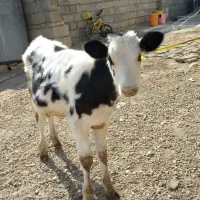 گوساله سمینتال|حیوانات مزرعه|بجنورد, |دیوار