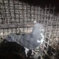 کبوتر|پرنده|بم, |دیوار