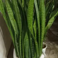 گل سانسوری تعداد 70 80 تا شاخه است