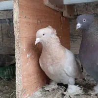 راعبی جفت نر و ماده